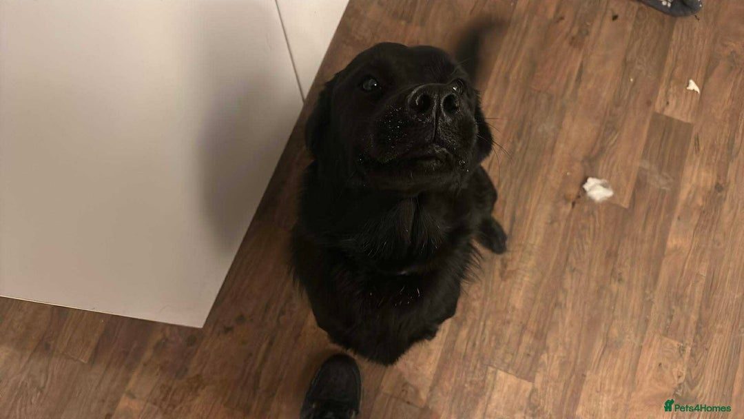 Mixed Breed dogs for sale: Golden Alaskan Chow Pup (inaccurate price) - Advert 1