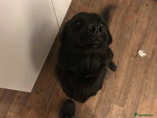 Mixed Breed dogs Golden Alaskan Chow Pup (inaccurate price) - Advert 1