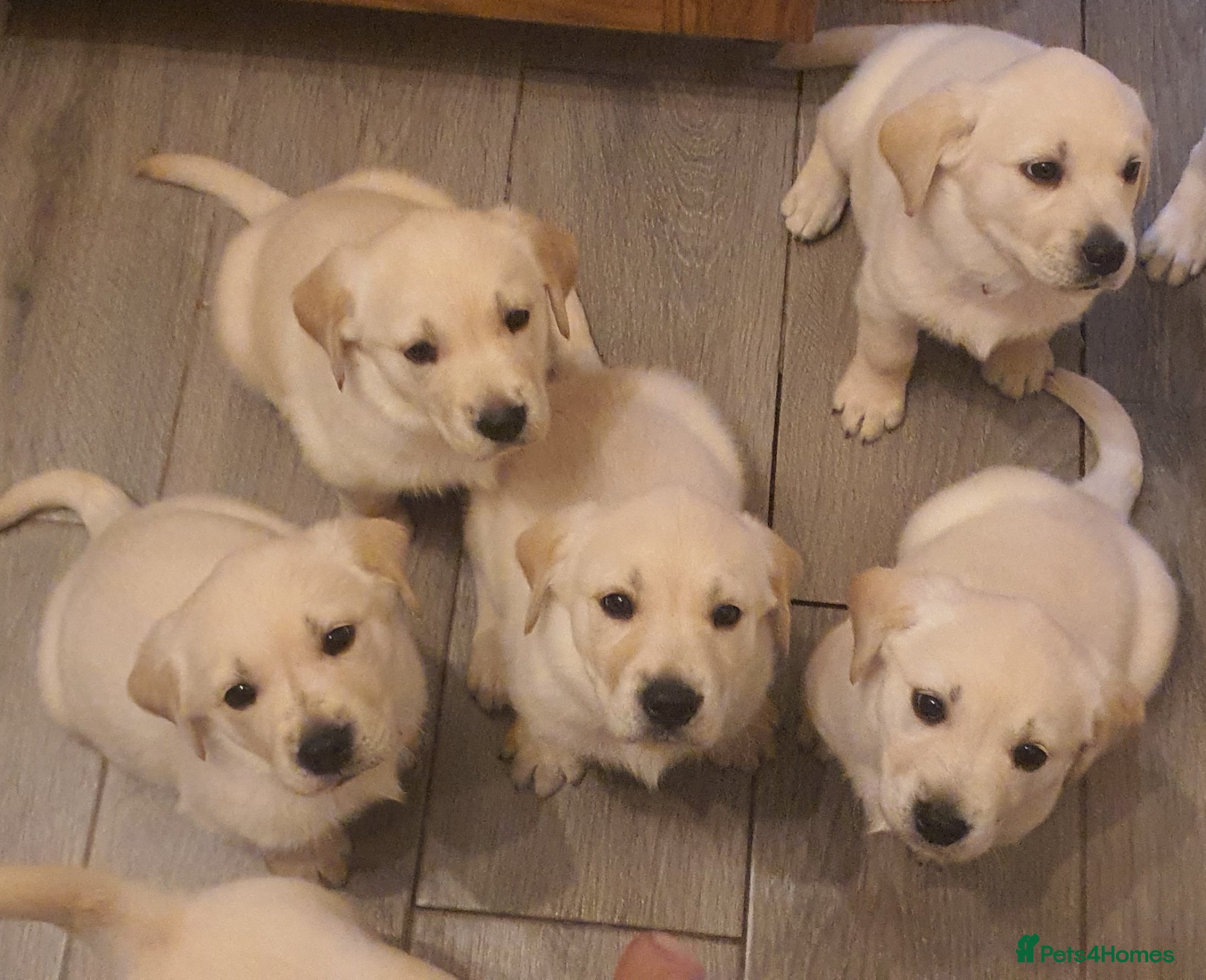 Goldador dogs Goldador puppies - Advert 10