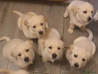 Goldador dogs Goldador puppies - Advert 10