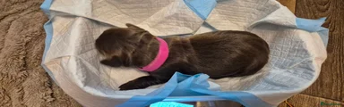 Cocker Spaniel 4