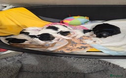 Biewer Terrier dogs for sale: Biewer Yorkshire Terrier  - Image 4