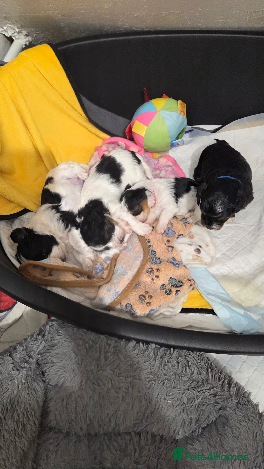 Biewer Terrier dogs for sale: Biewer Yorkshire Terrier  - Image 4