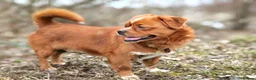 Mixed Breed dogs for adoption: 💙🐶 BONIK – TWO PERSONALITIES IN ONE LITTLE BODY in Burton-on-Trent - Advert 15