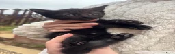 Mixed Breed cats for sale: 5 All black kittens - Advert 9