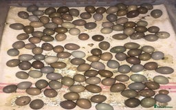 Quail poultry for sale: QUAILS EGGS/CHINESE PAINTED BUTTONS ! - Image 4