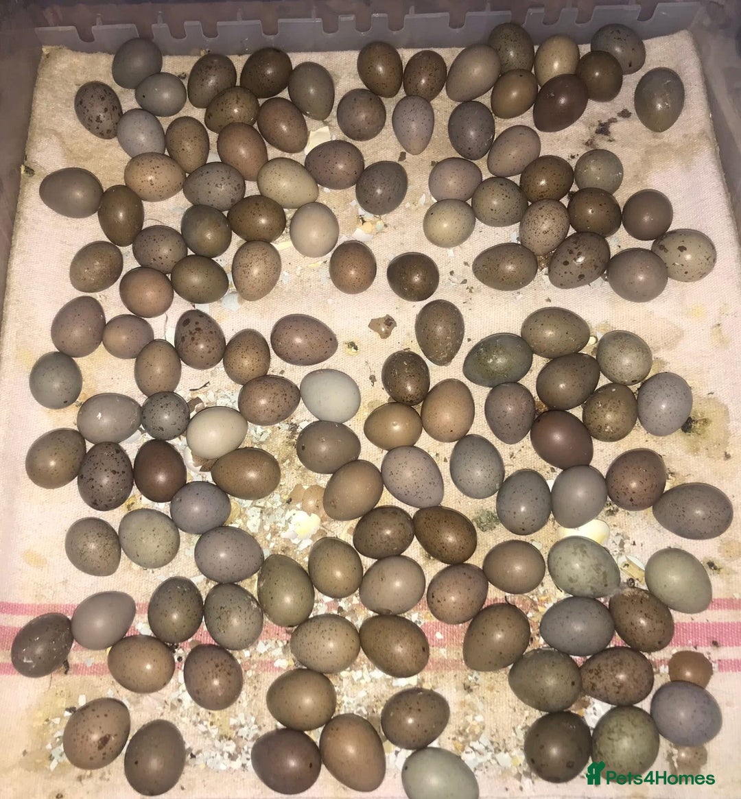 Quail poultry for sale: QUAILS EGGS/CHINESE PAINTED BUTTONS ! - Image 4