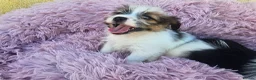 Mixed Breed dogs for sale: Jack-shih puppies - Advert 14