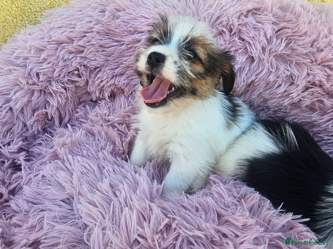 Mixed Breed dogs for sale: Jack-shih puppies - Advert 14