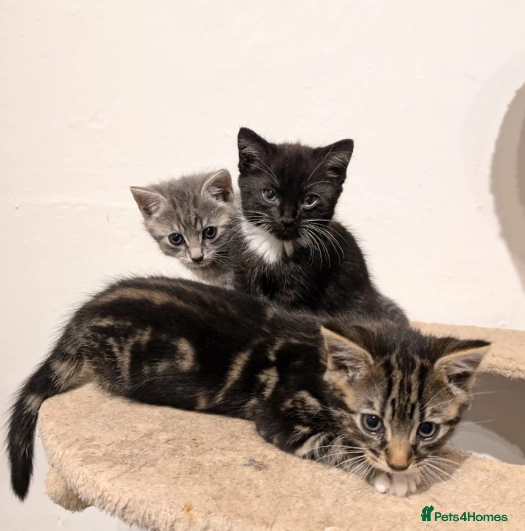 Mixed Breed cats for sale: Kitten  - Advert 4