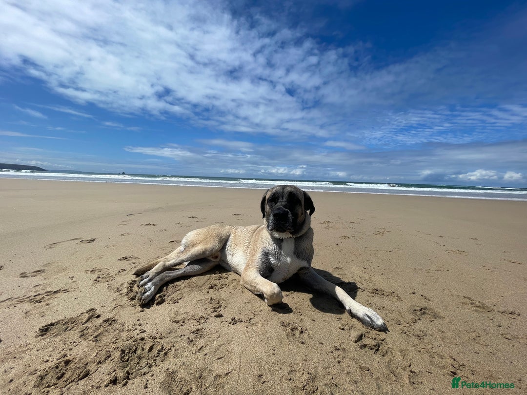 Mixed Breed dogs for sale: Mastiff cross. 2 year old. Family dog.  in Nuneaton - Image 11