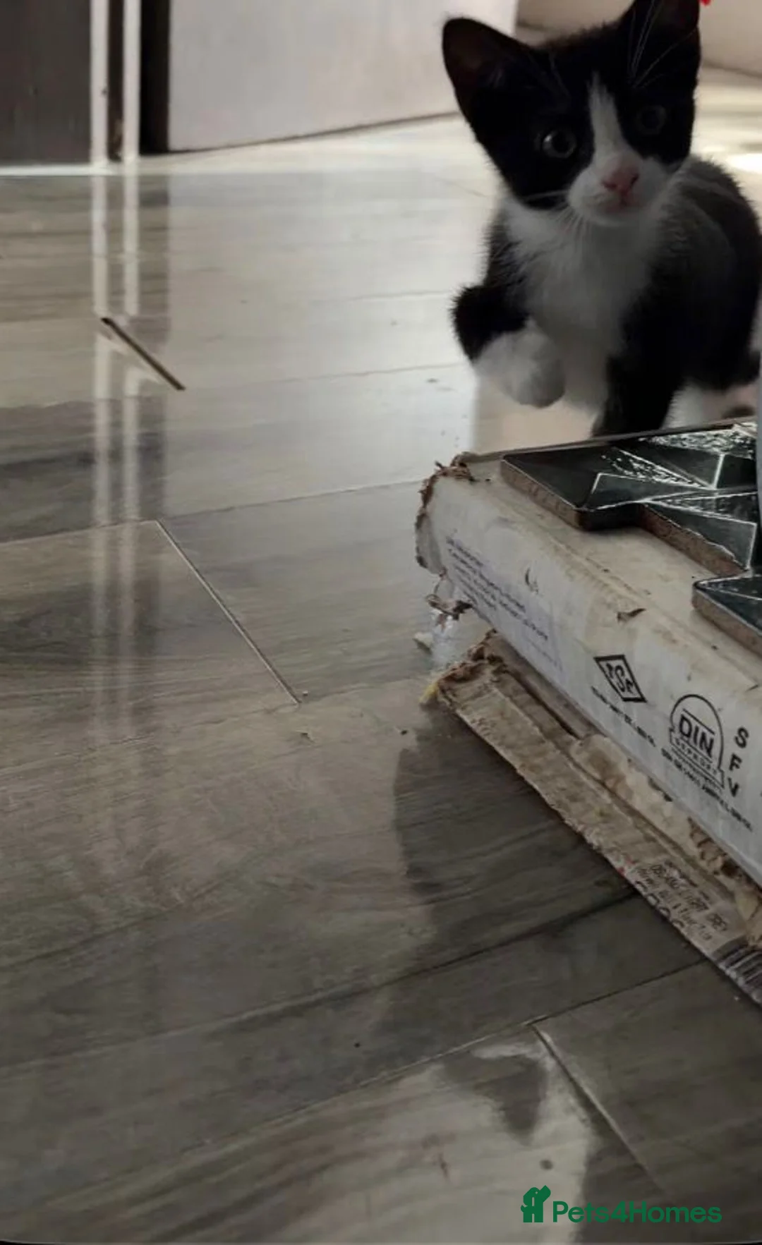 Domestic Shorthair cats for sale: Black and white kitten - Advert 2
