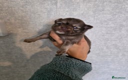 Pomchi dogs for sale: Beautiful Pomchi Puppies - Image 2