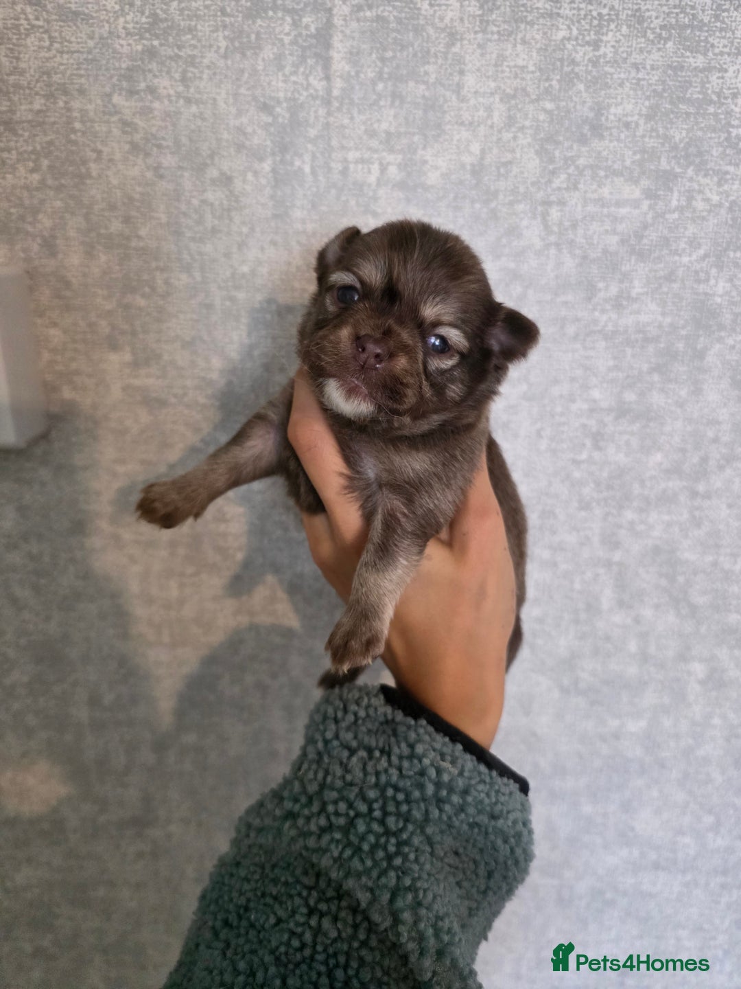 Pomchi dogs for sale: Beautiful Pomchi Puppies - Image 2
