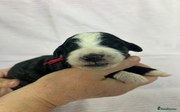 Bernedoodle dogs for sale: F1 standard Bernedoodle puppies. Licensed breeder - Image 8