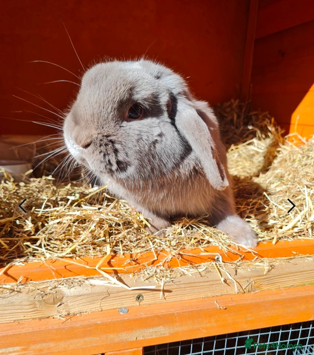 Mini Lop rabbits for sale: Adorable mini lops ready for their new home - Image 2