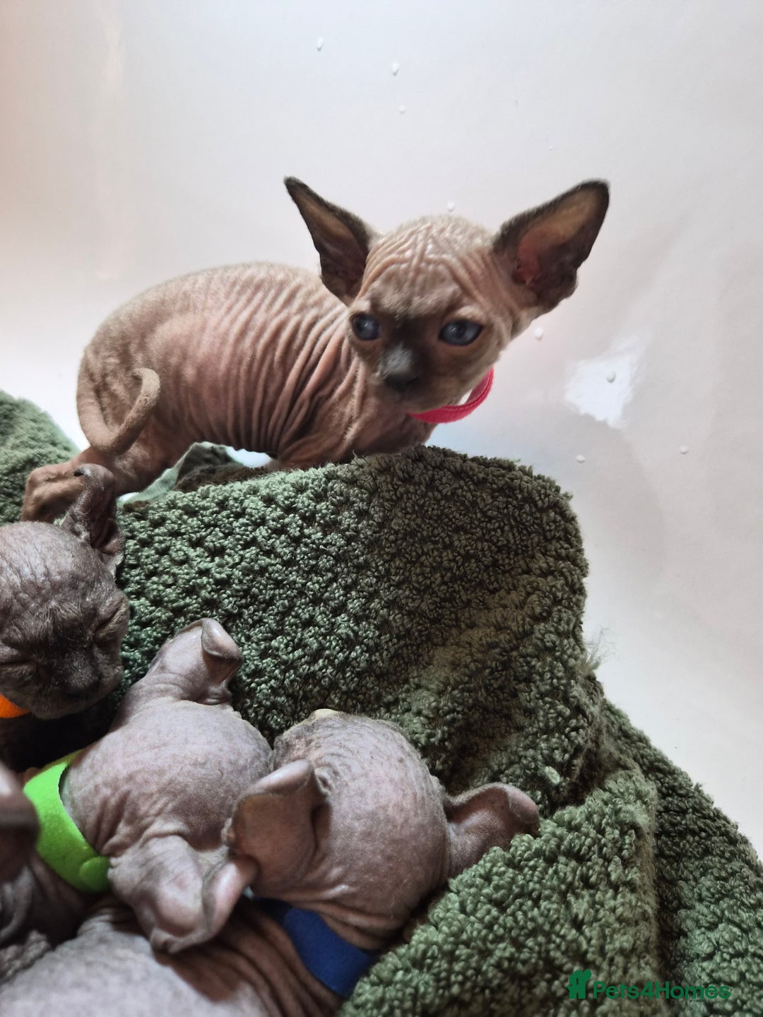 Sphynx cats for sale: Sphynx kittens  - Image 6