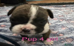 Boxer dogs for sale: Boxer puppies  - Image 4