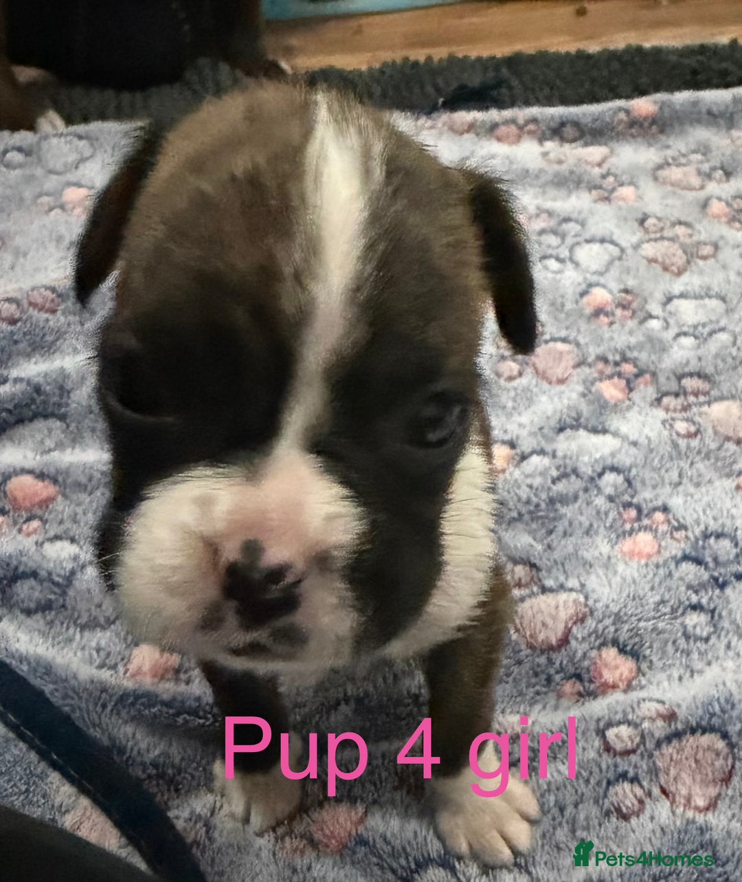 Boxer dogs for sale: Boxer puppies  - Image 4