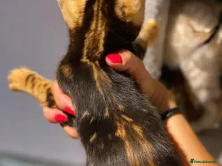 Bengal cats Beautiful Purebreed Marble Bengal girl Ready Now! - Advert 4
