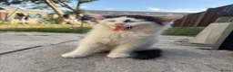 Turkish Angora cats for sale: 2 female 1 male Turkish angora kittens  - Advert 4