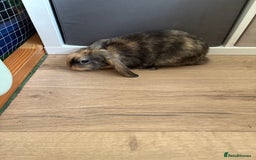 Mini Lop rabbits for sale: 3 x Mini Lops for sale - Image 10