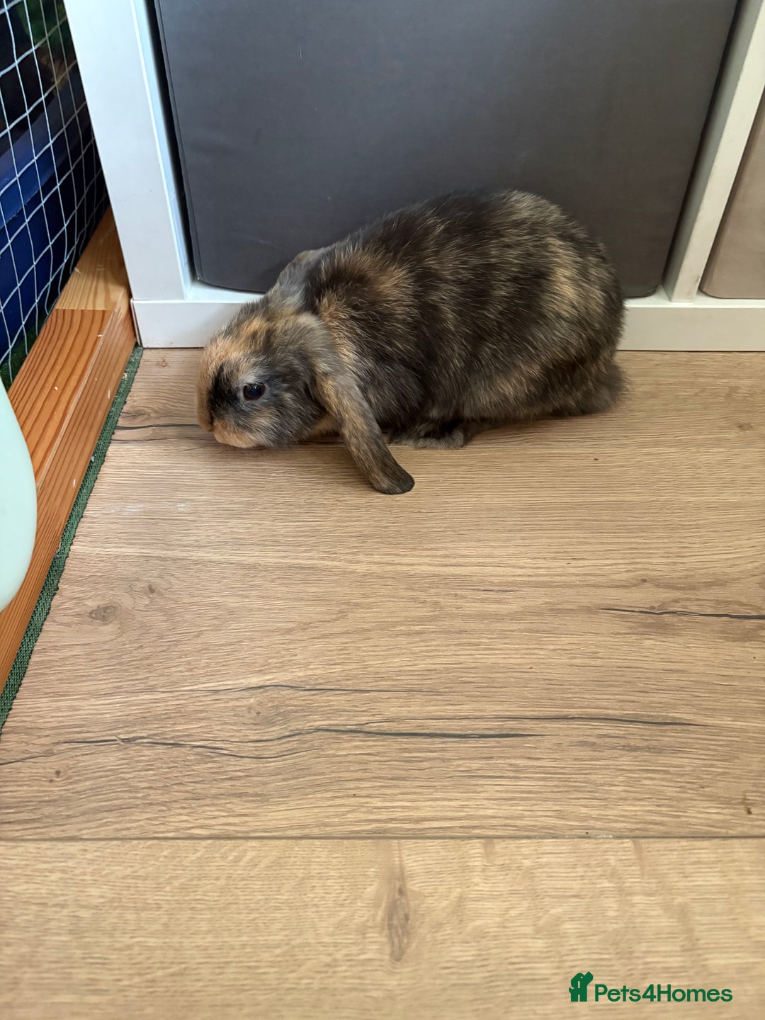 Mini Lop rabbits for sale: 3 x Mini Lops for sale - Image 10