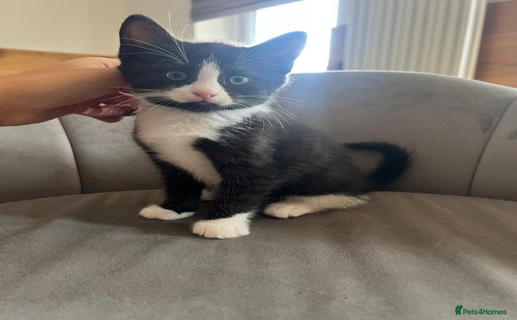 Domestic Shorthair cats - Advert 1