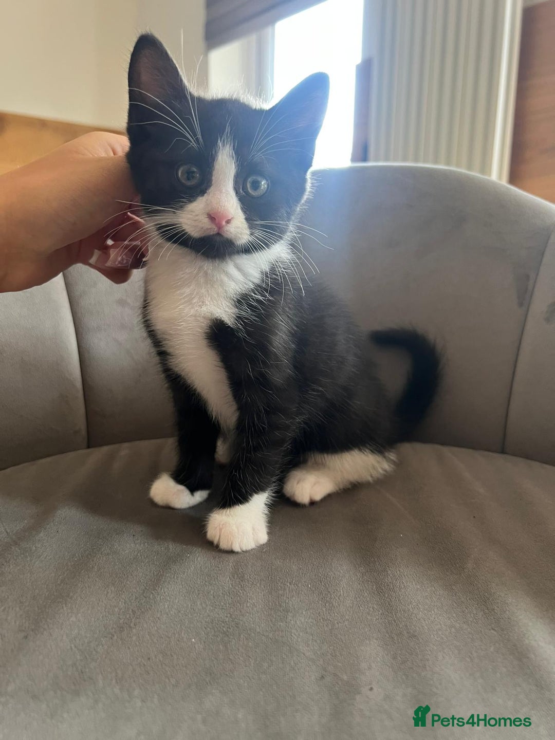 Domestic Shorthair cats for sale: Kittens - Image 1