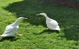 Ducks poultry for sale: 2X Female Indian Runner Ducks + Home - Image 1