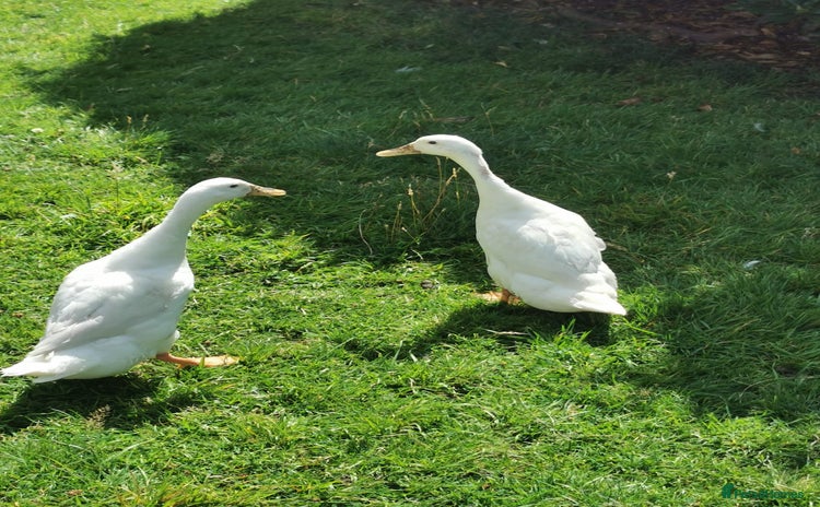 Ducks poultry - Advert 1