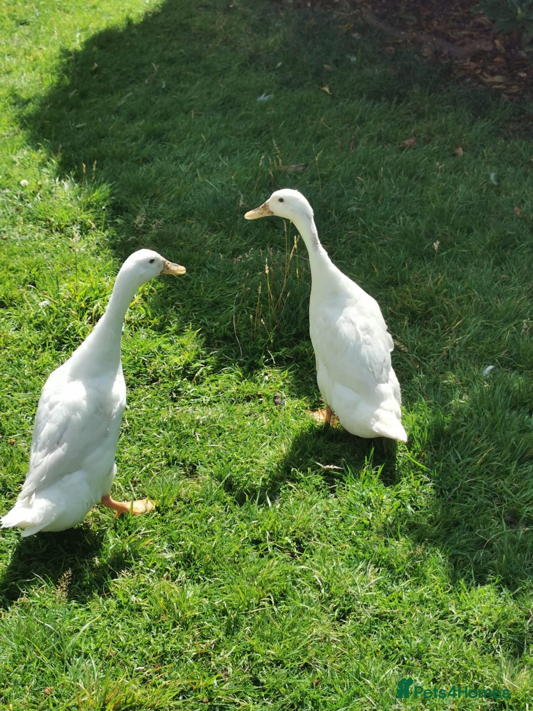 Ducks poultry for sale: 2X Female Indian Runner Ducks + Home - Image 1