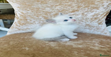 Ragdoll cats - Advert 15