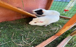 Guinea Pig rodents for sale: Two male guinea pigs  - Image 3