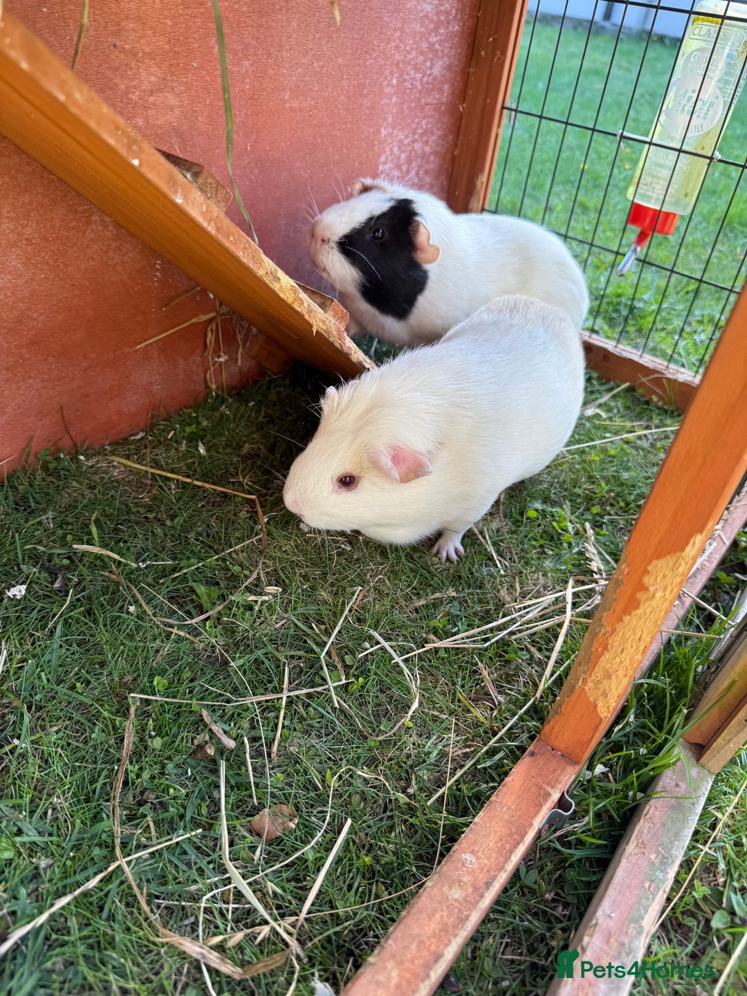 Guinea Pig rodents for sale: Two male guinea pigs  - Image 3