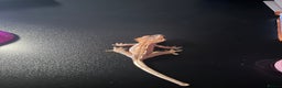 Gecko reptiles for sale: Crested gecko- includes setup - Advert 4
