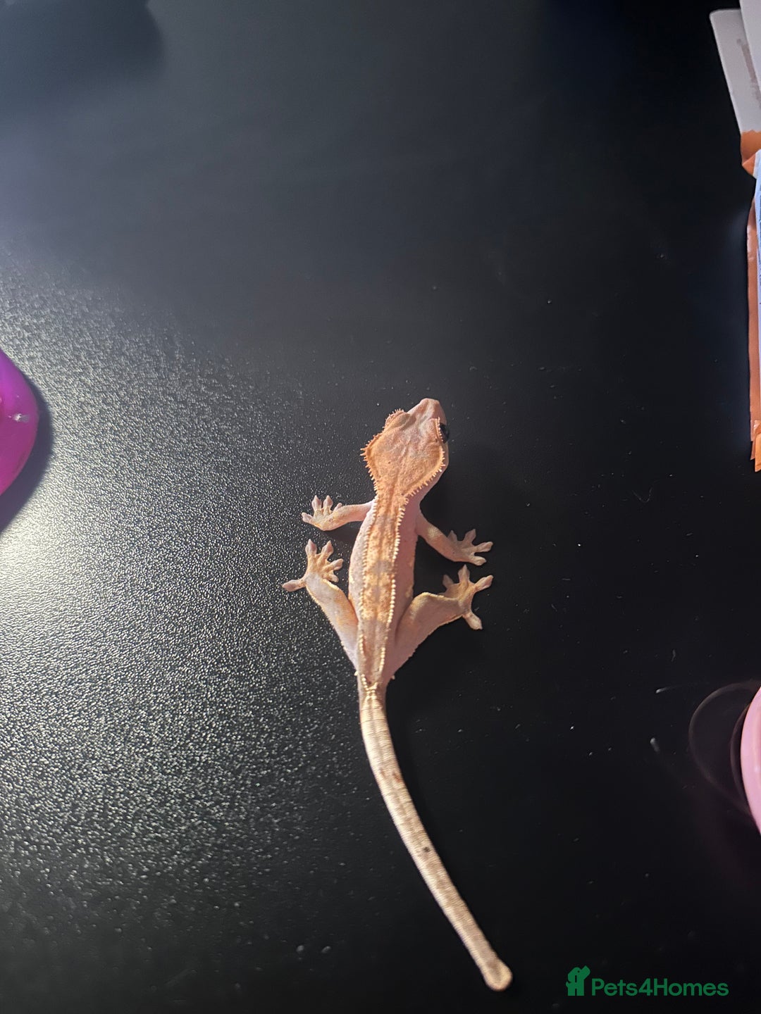 Gecko reptiles for sale: Crested gecko- includes setup - Advert 4