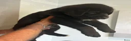 Mixed Breed dogs for sale: Cane Corso 75% x German Shepherd 25% in Bishop's Stortford - Advert 11