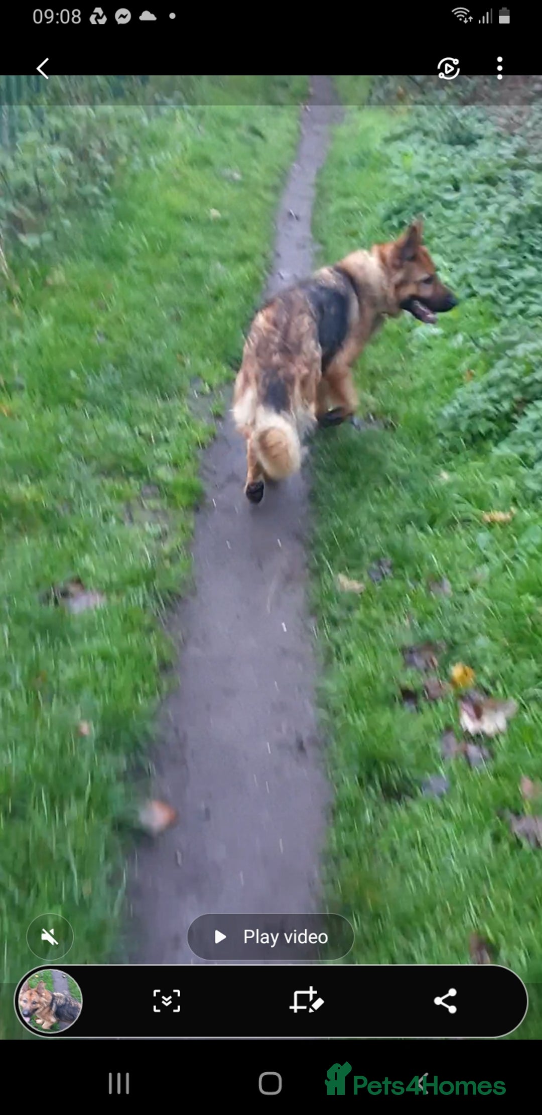 German Shepherd dogs for sale: FEMALE GERMAN SHEPHERD  - Advert 6