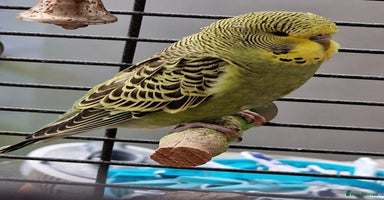 Budgerigars birds - Advert 4