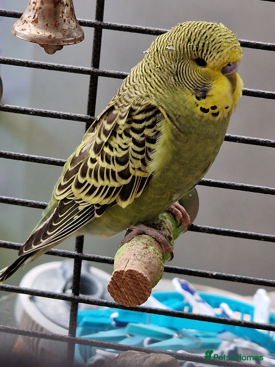 Budgerigars birds for sale: baby budgerigar - Image 2