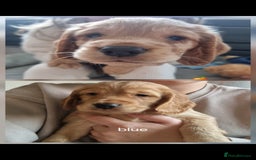 Cocker Spaniel dogs for sale: Working Cocker Spaniel Puppies for Sale - Image 1