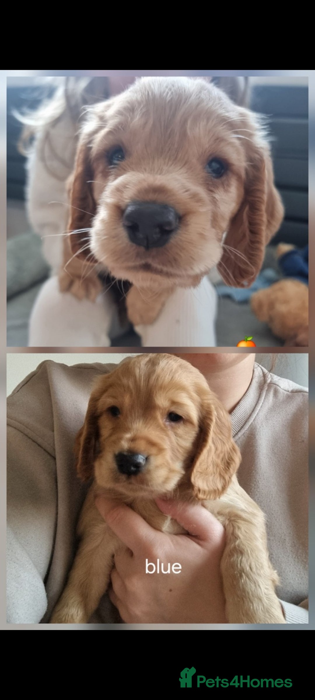 Cocker Spaniel dogs for sale: Working Cocker Spaniel Puppies for Sale - Image 1