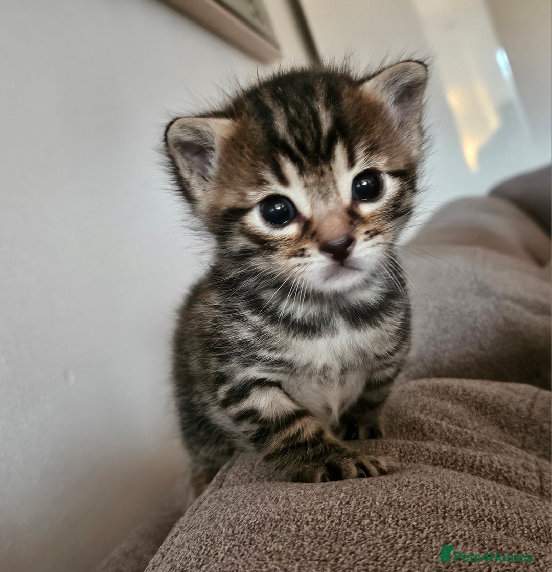 Bengal cats for sale: Bengal beauties - Image 5