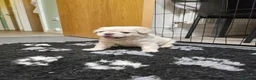 French Bulldog dogs for sale: Ready to leave now Rare Platinum French bulldogs   - Advert 29