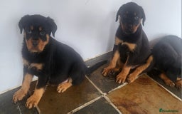 Rottweiler dogs for sale: Chunky Rottweiler Puppies  - Image 30
