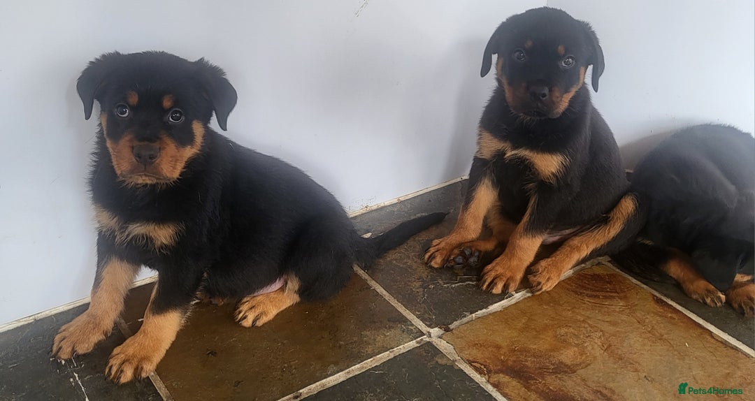 Rottweiler dogs for sale: Chunky Rottweiler Puppies  - Image 30