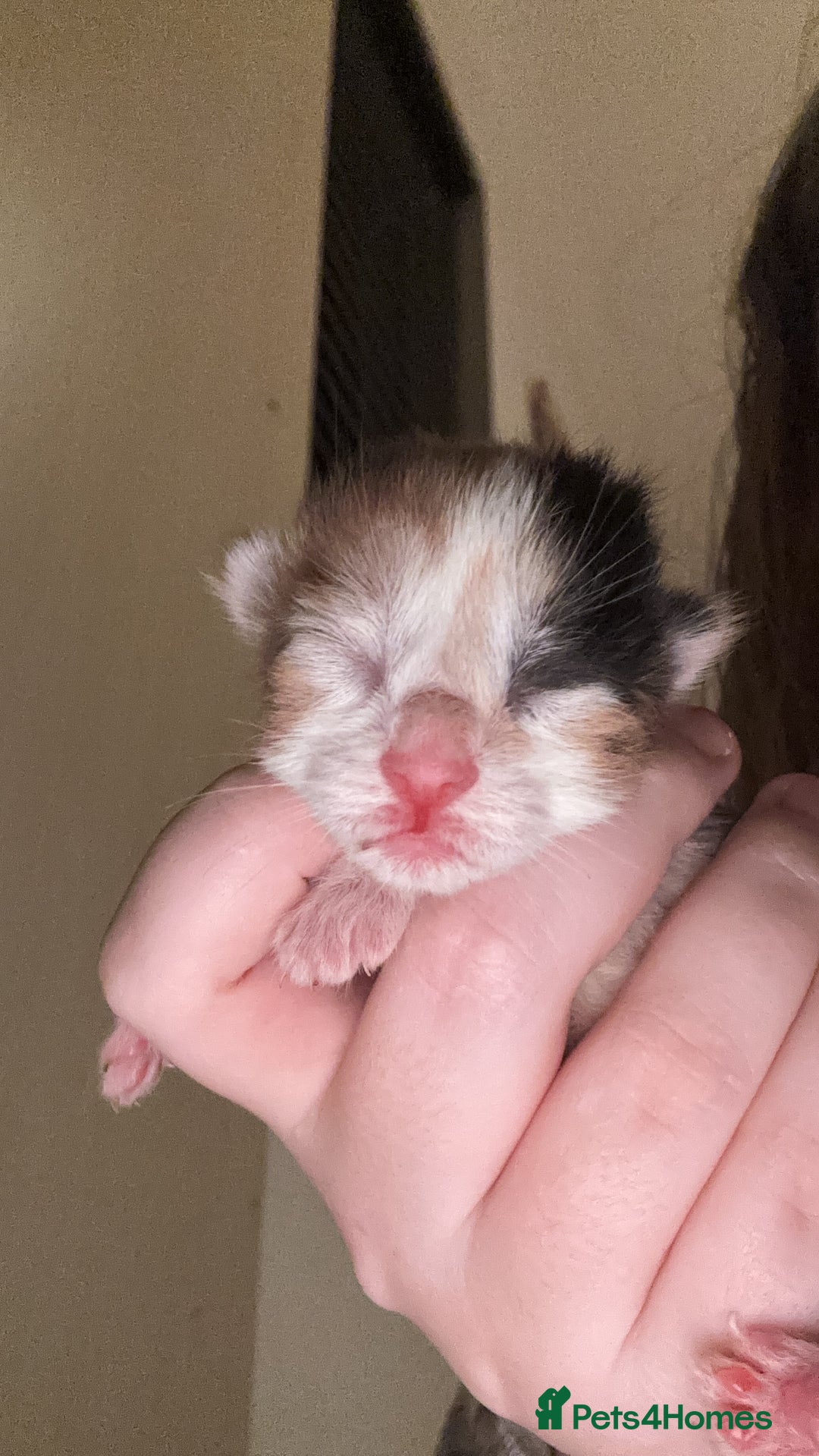 Domestic Shorthair cats for sale: 5 Gorgeous Kittens -  ready on the 7th January  - Advert 20