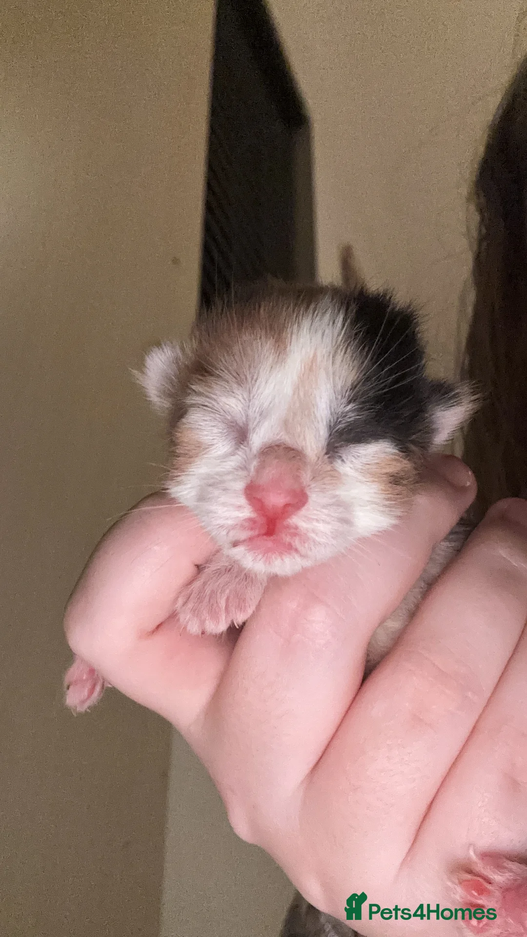 Domestic Shorthair cats for sale: UPDATE 2nd February 1 ginger and white boy left - Advert 14