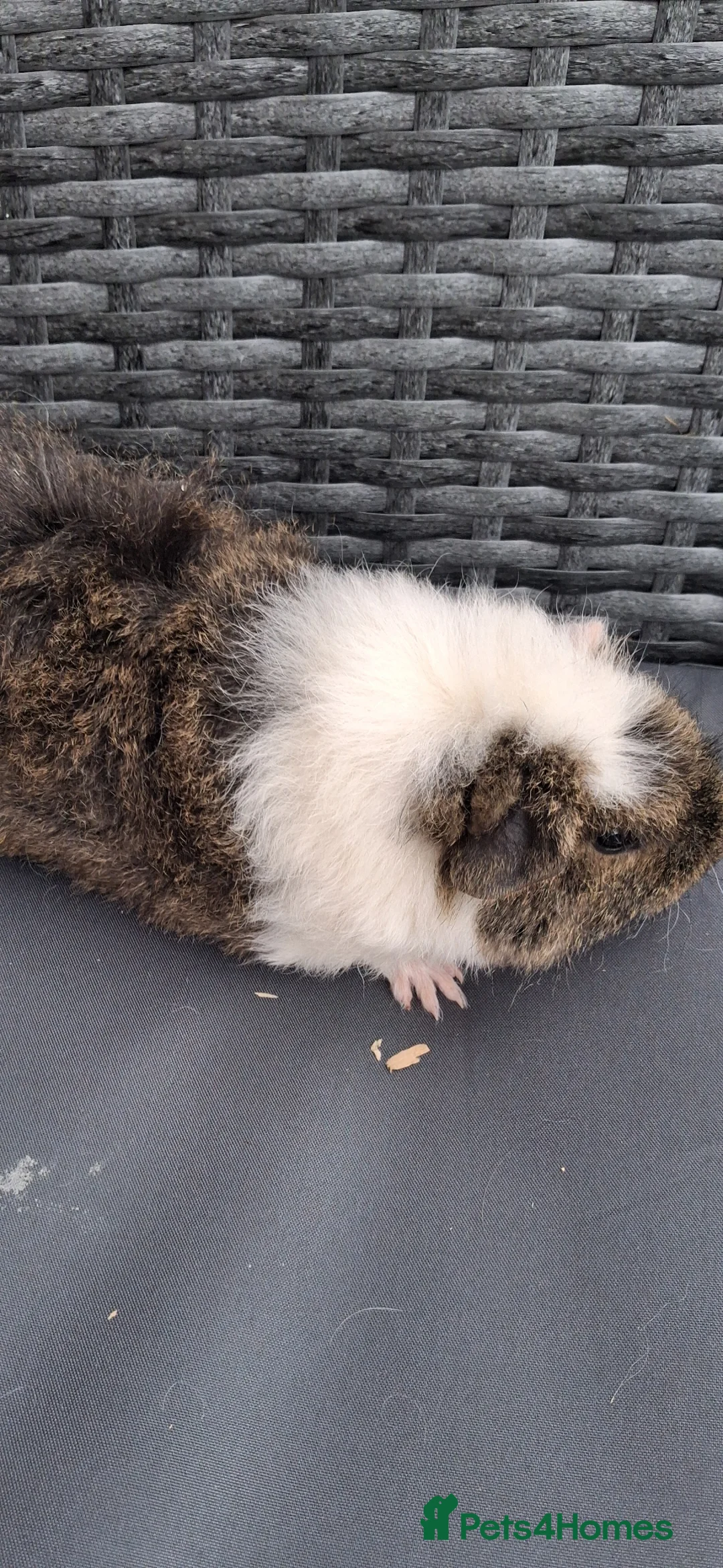 Guinea Pig rodents for sale: Baby boy guinea pigs - Advert 10